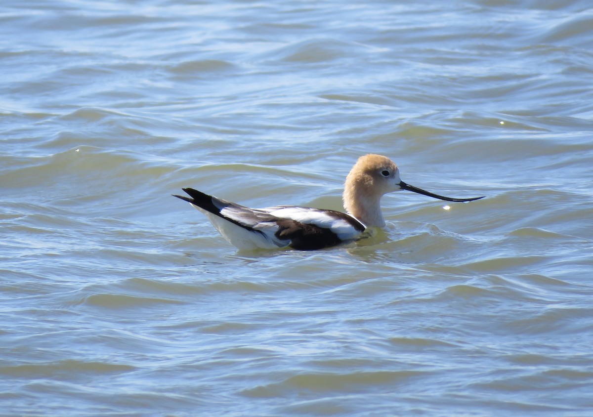 American Avocet - ML640168065