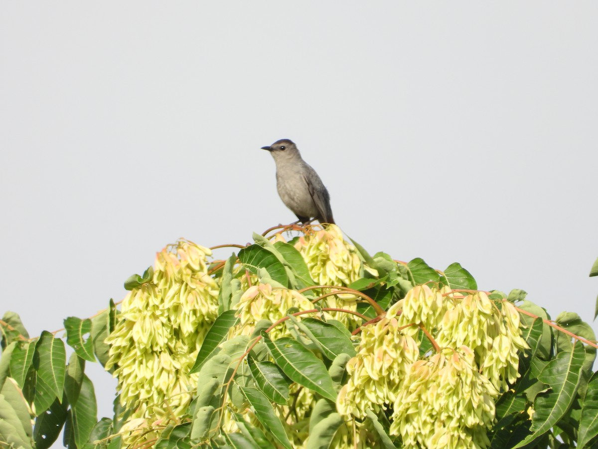 Gray Catbird - ML640168072