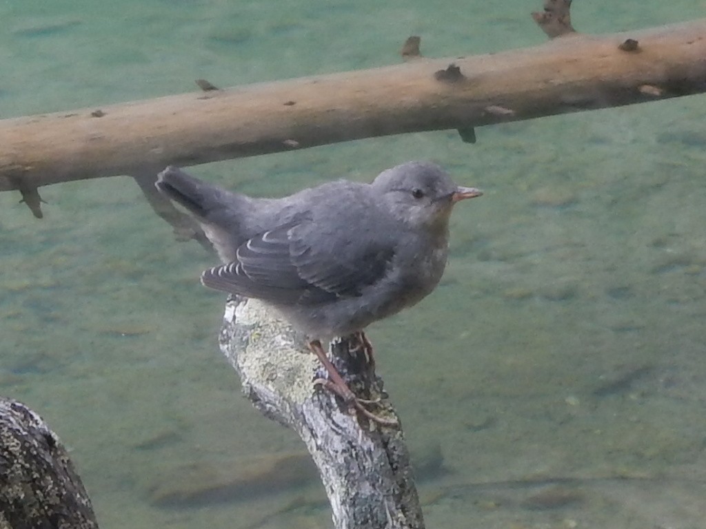 American Dipper - ML640168104