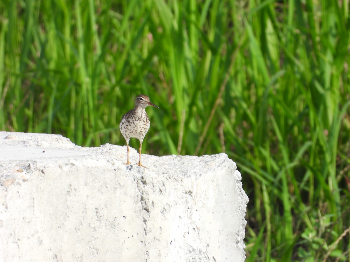 Spotted Sandpiper - ML640168108