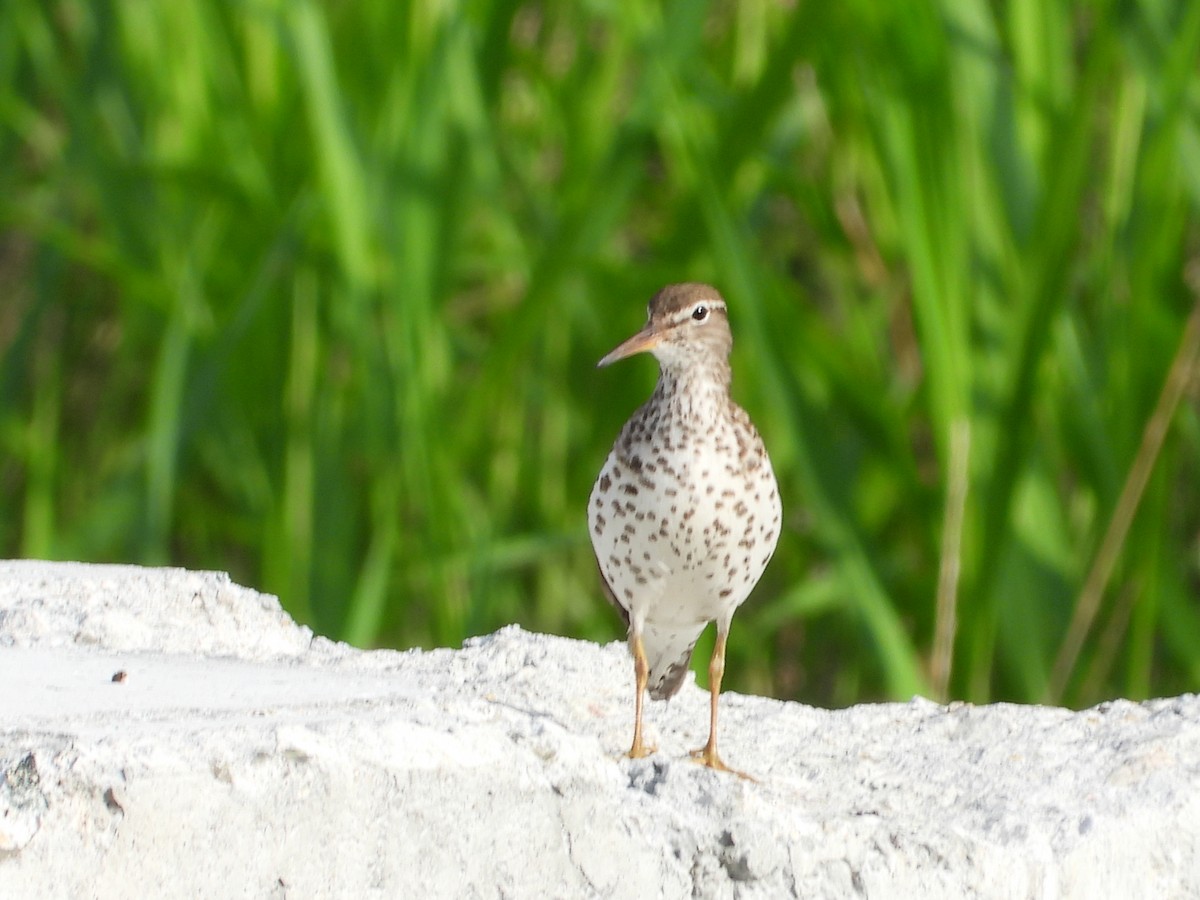 Spotted Sandpiper - ML640168109