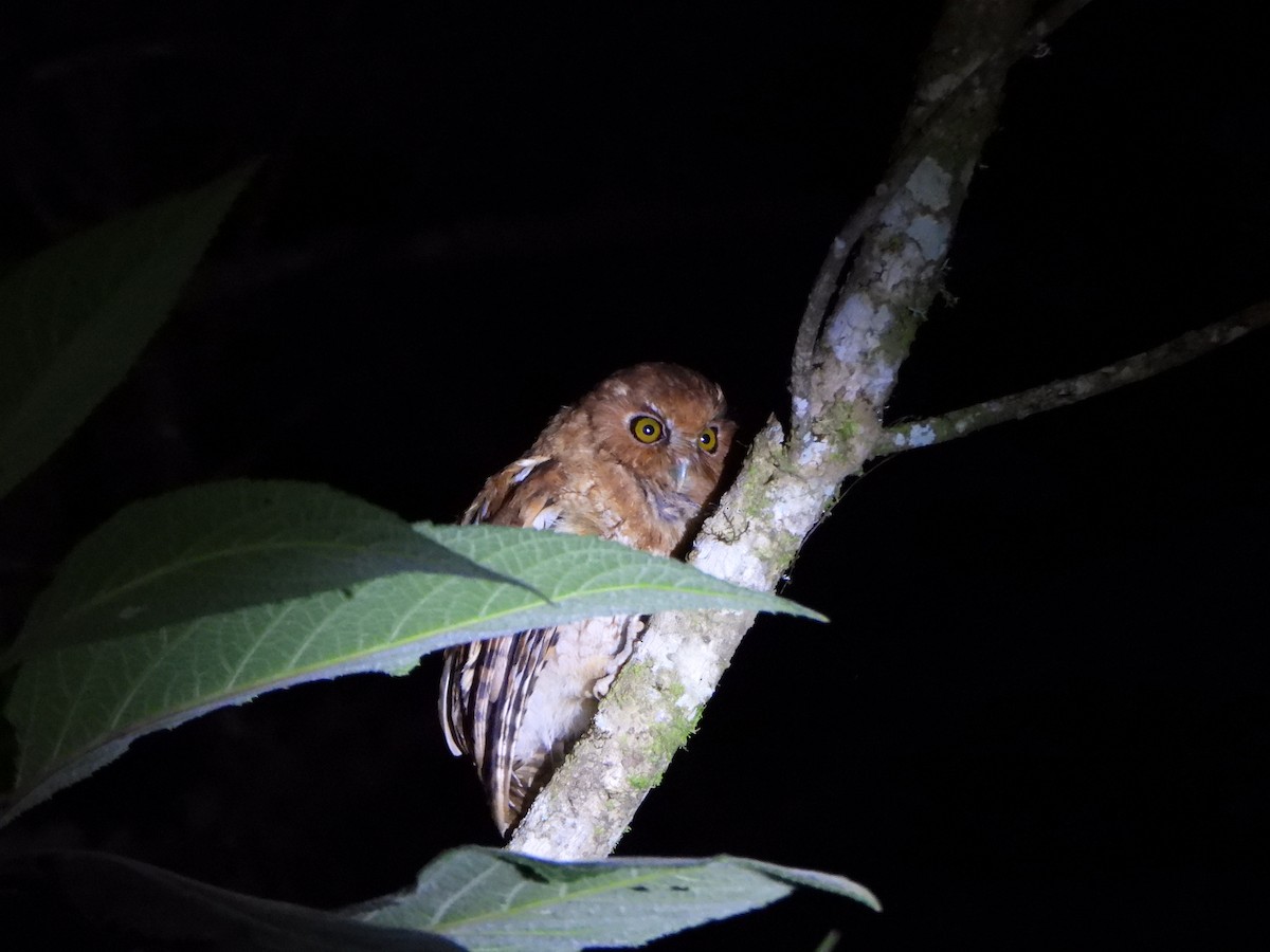 Santa Marta Screech-Owl - ML640168110