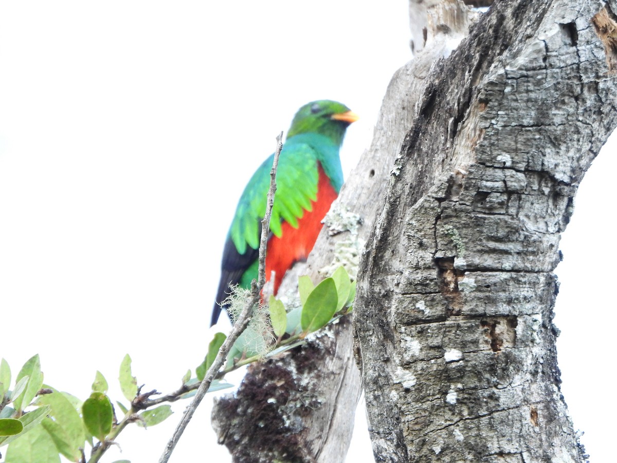 Quetzal Fúlgido - ML640168117