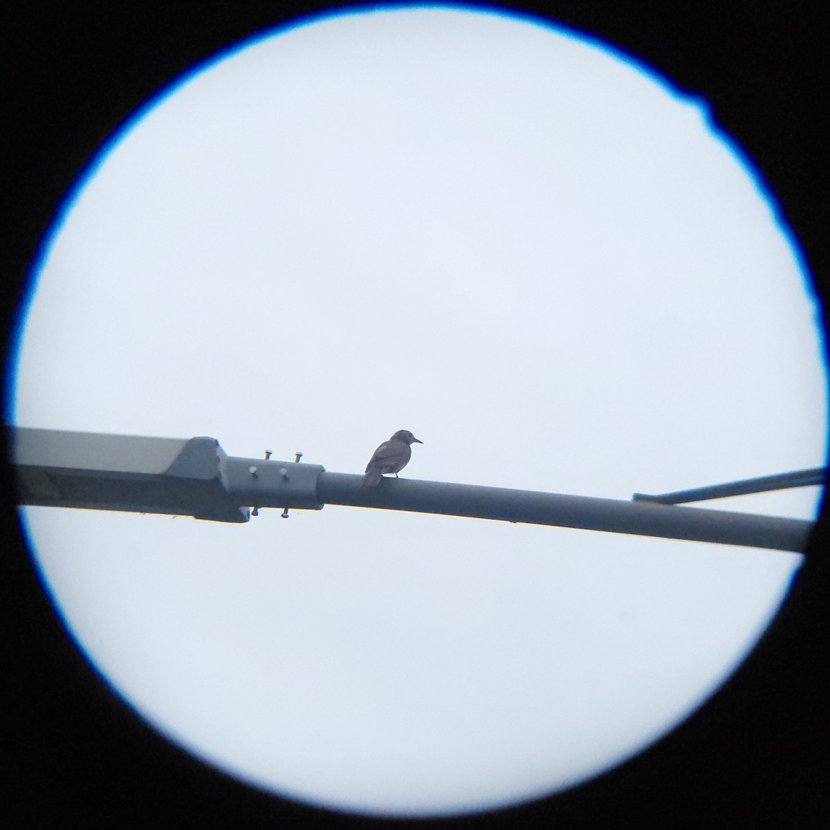 Bulbul Orejipardo - ML640168122
