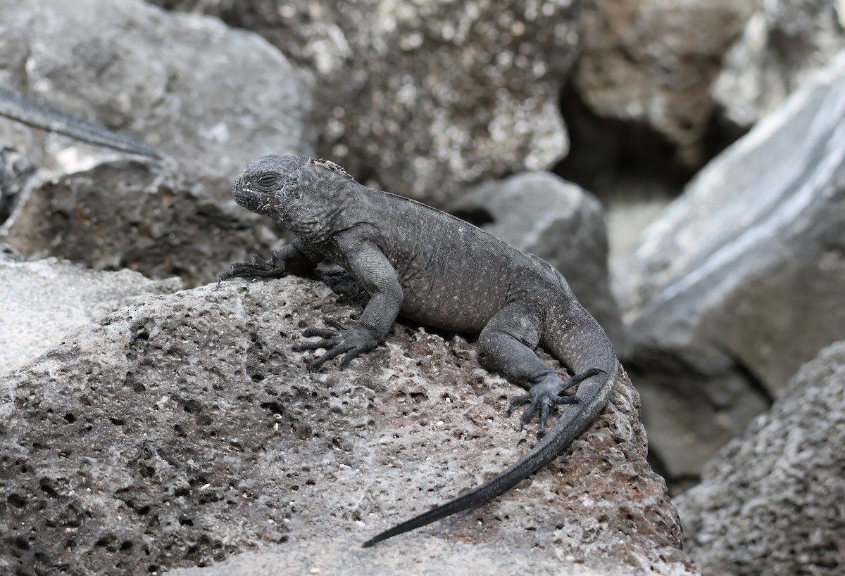Santa Cruz Marine Iguana - ML640168127