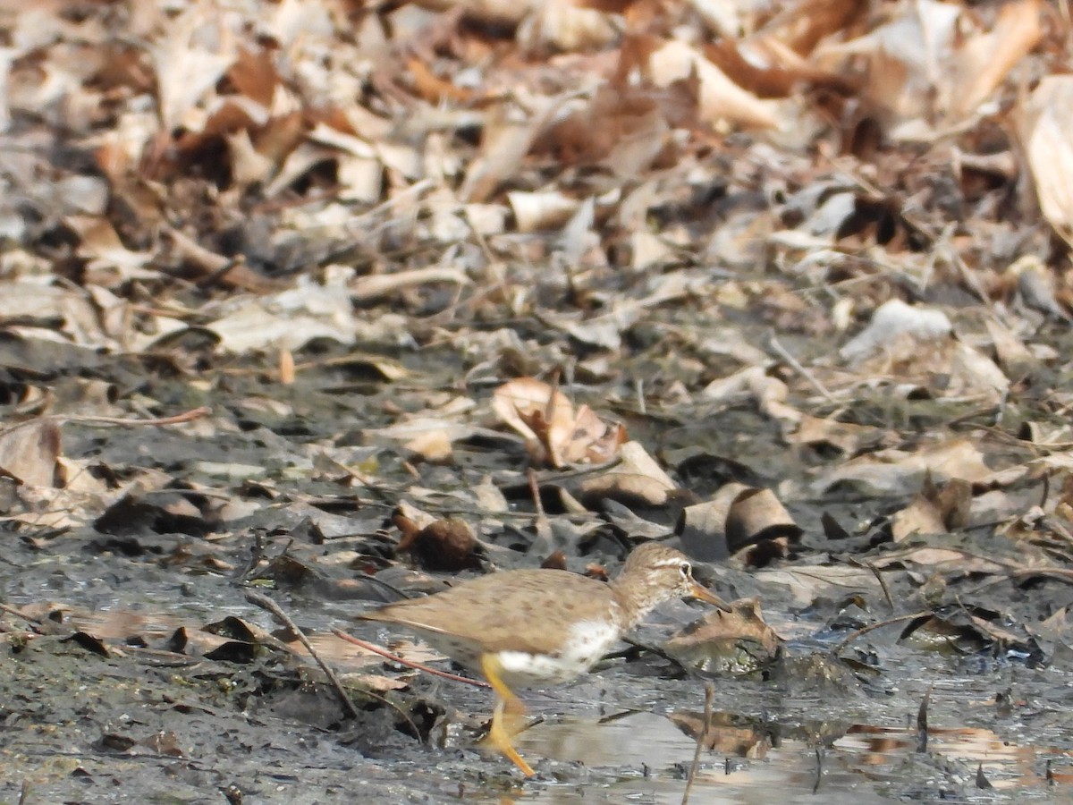 Spotted Sandpiper - ML640168153