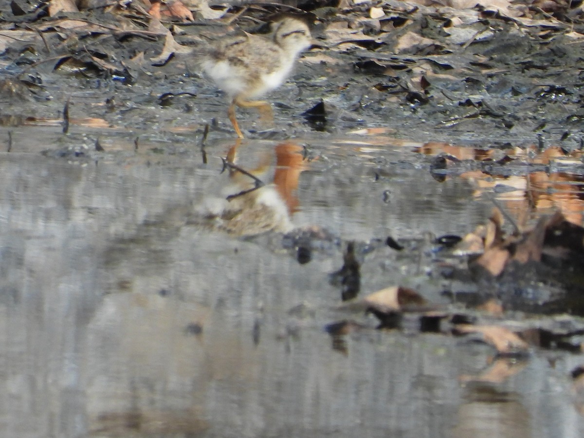 Spotted Sandpiper - ML640168154