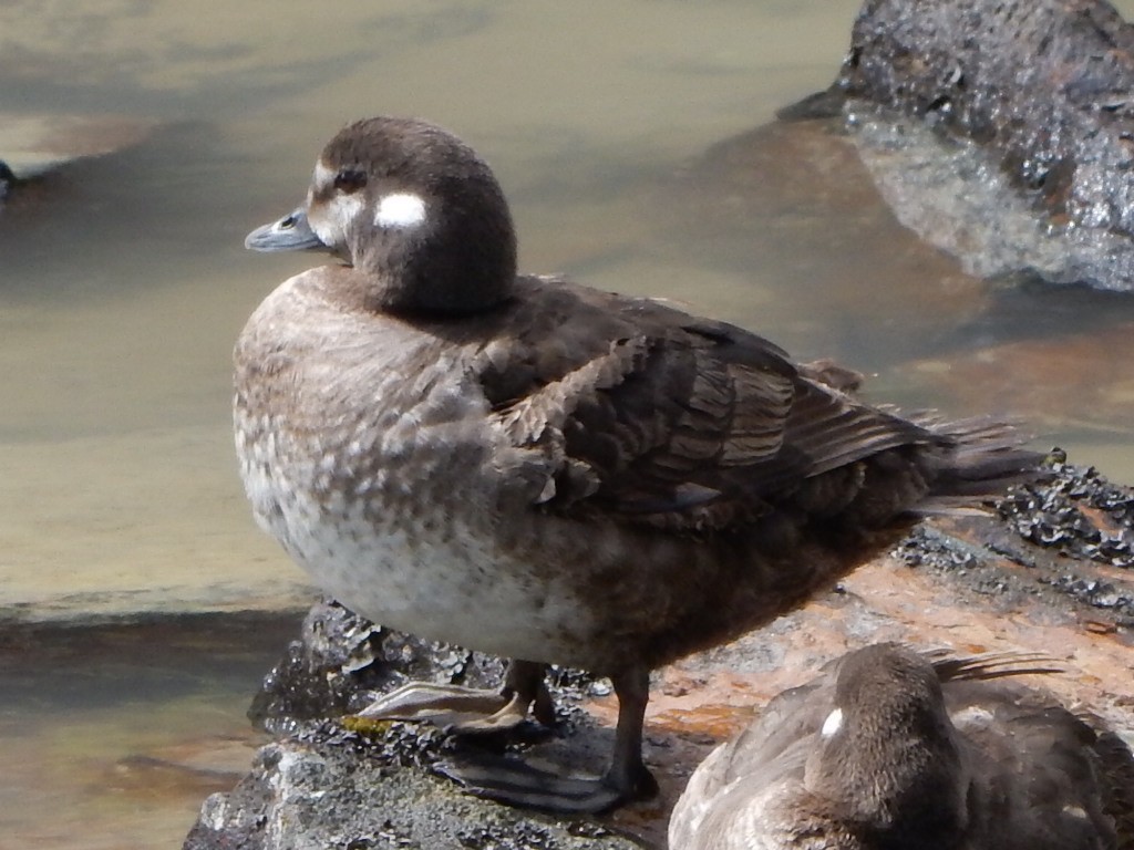 Harlequin Duck - ML640168160