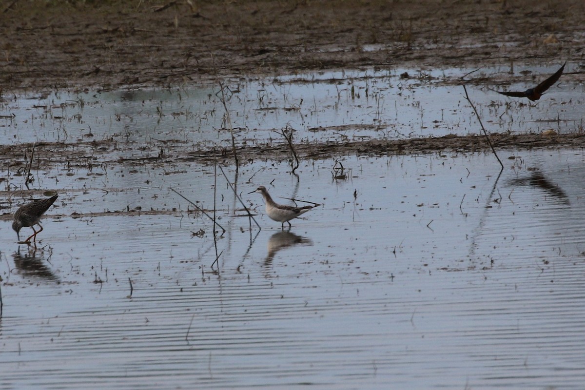 Wilson's Phalarope - ML640168168