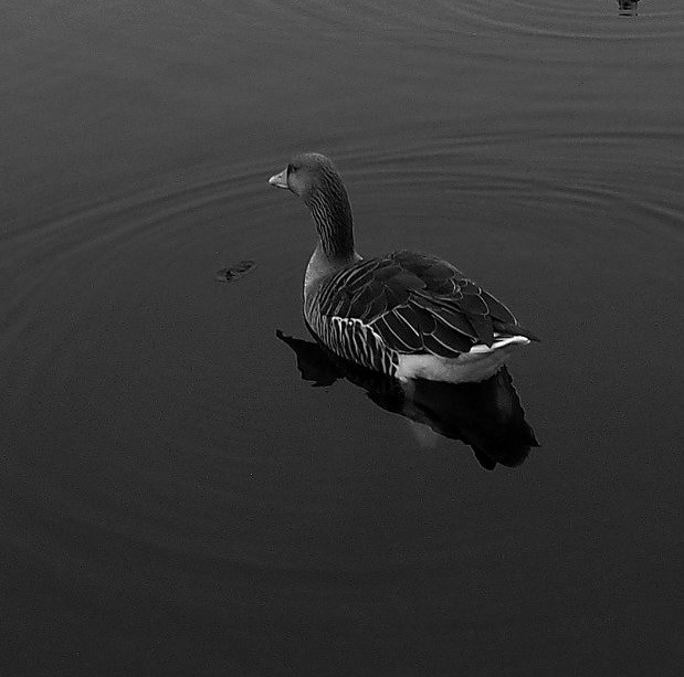 Graylag Goose - ML640168170