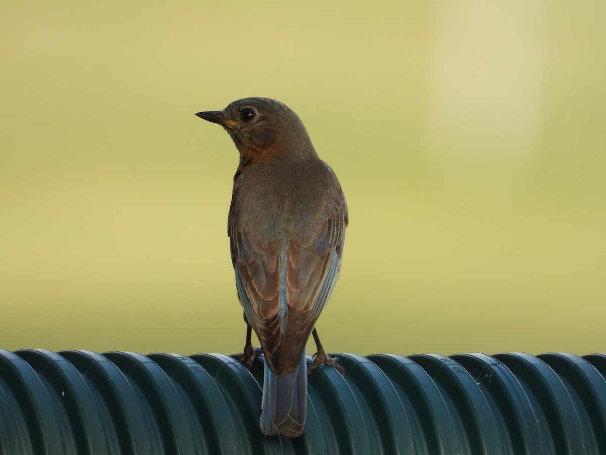 Eastern Bluebird - ML640168176