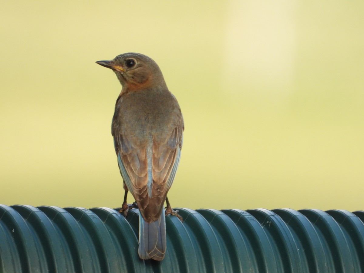 Eastern Bluebird - ML640168178