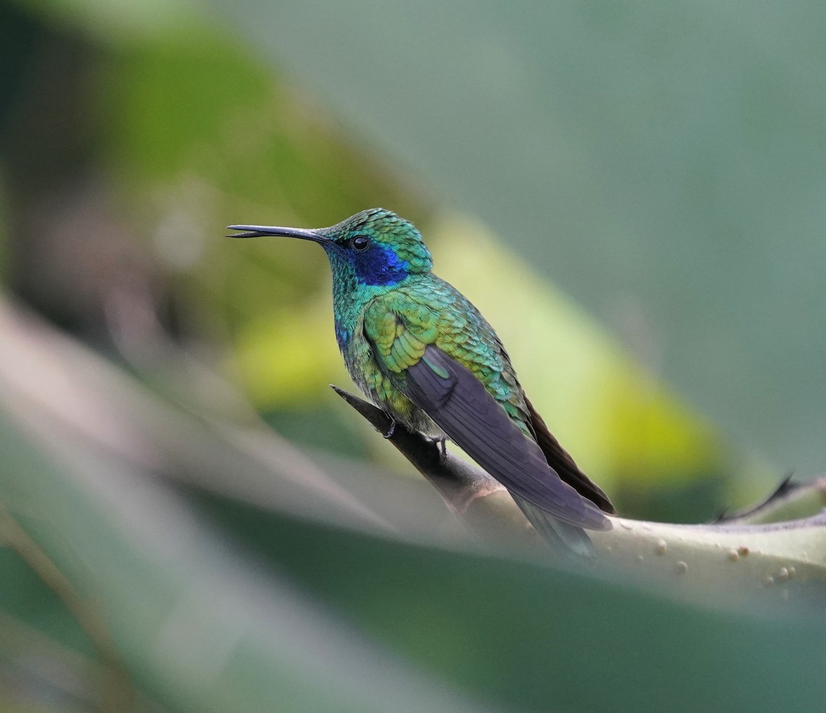 Mexican Violetear - ML640168180