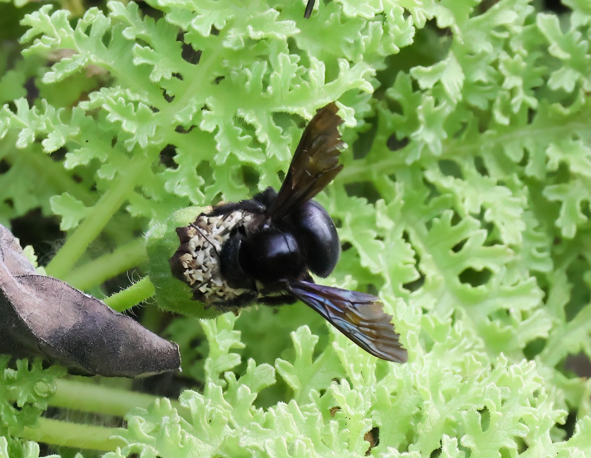 Galápagos carpenter bee - ML640168192