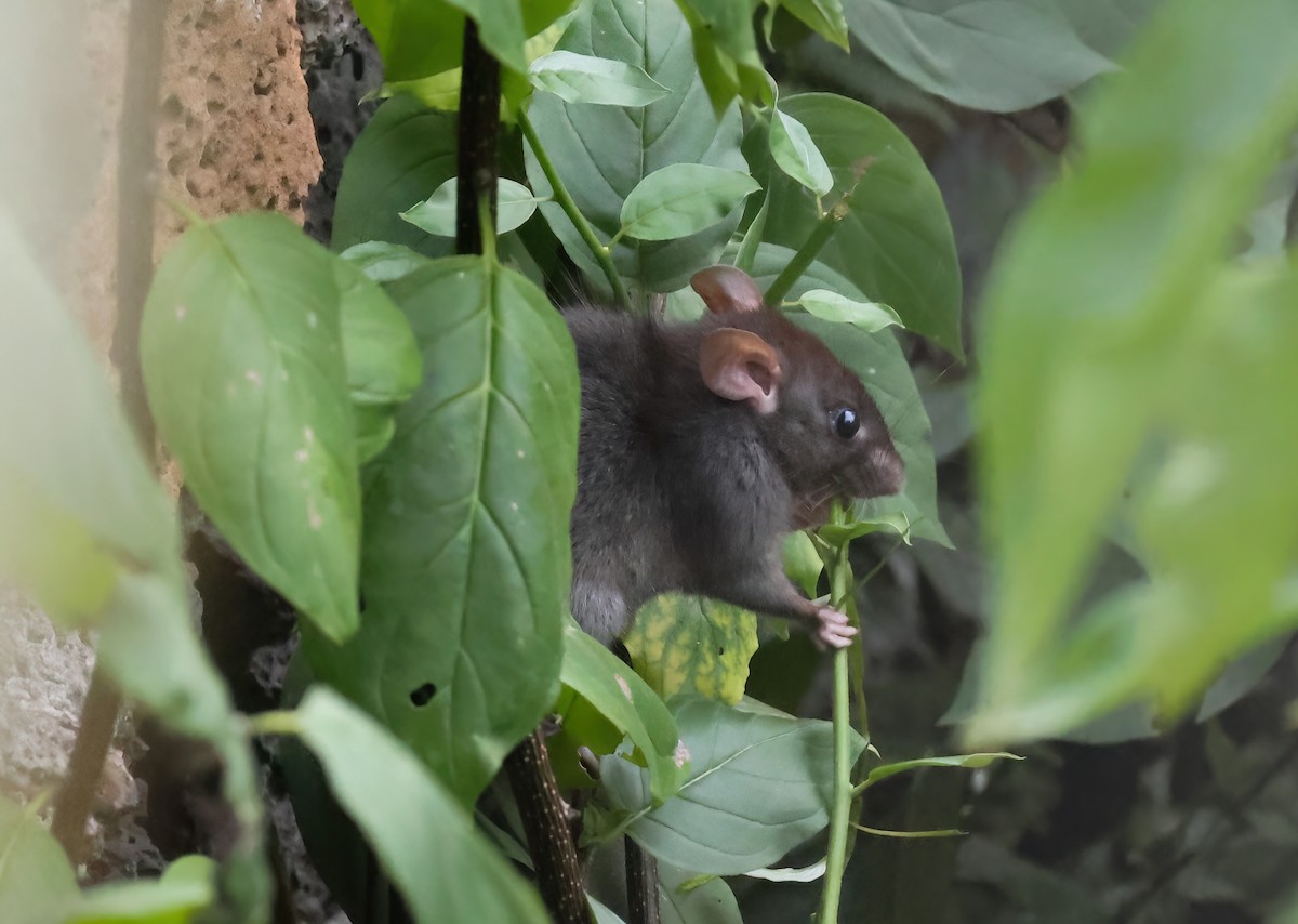rat noir - ML640168193