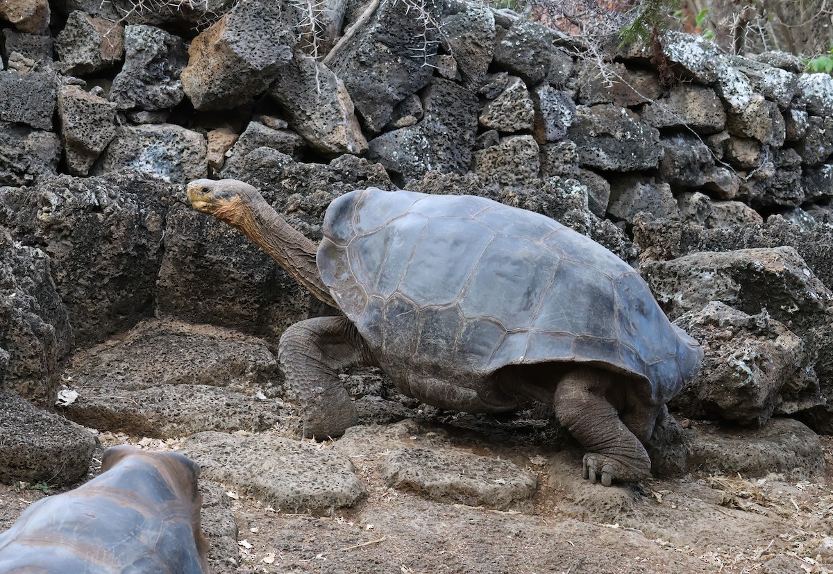 Tortue géante des Galápagos - ML640168194