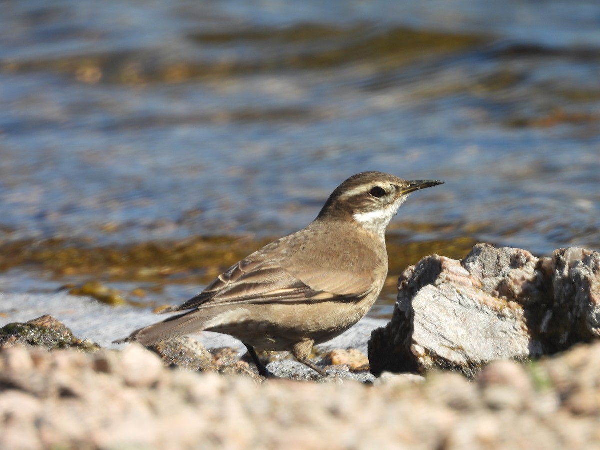 Buff-winged Cinclodes - ML640168221