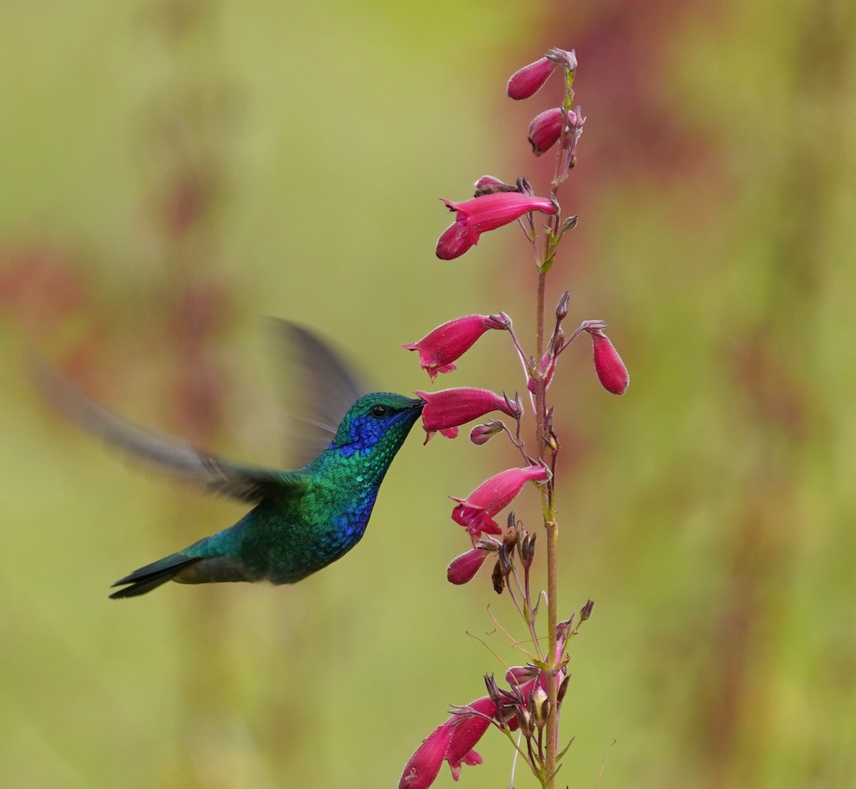Mexican Violetear - ML640168224