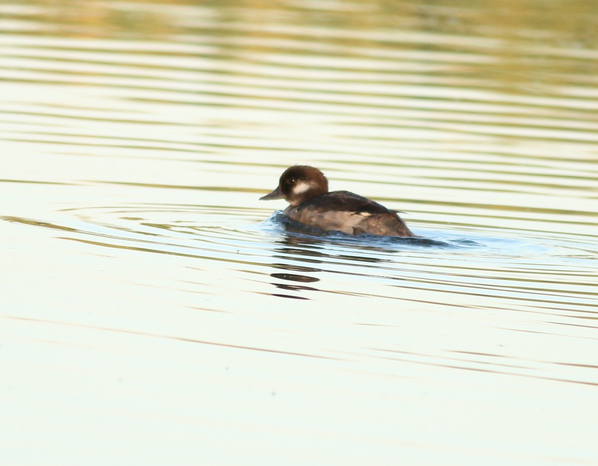 Bufflehead - ML640168250