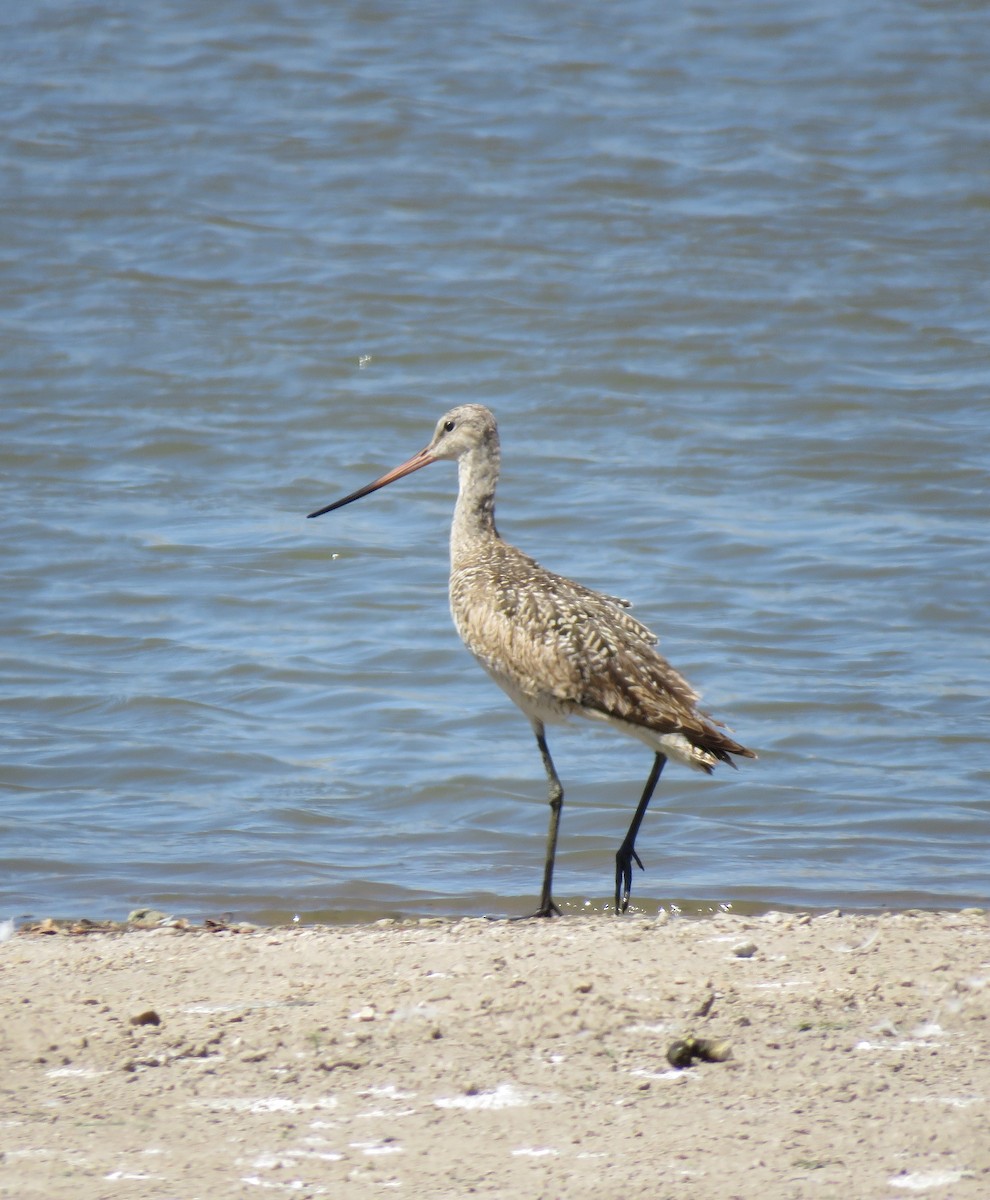 Marbled Godwit - ML640168286