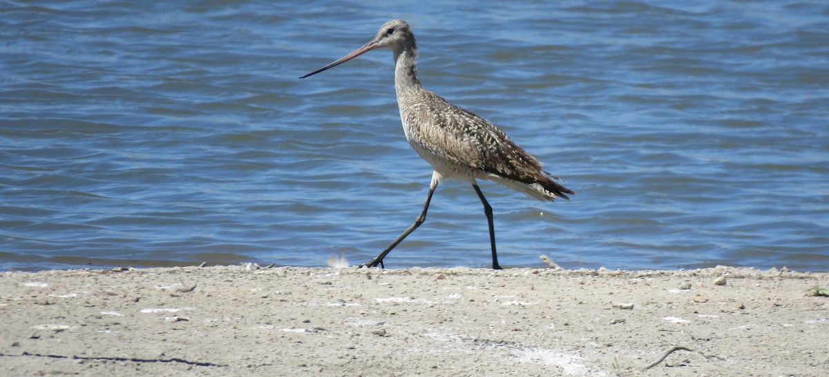 Marbled Godwit - ML640168298