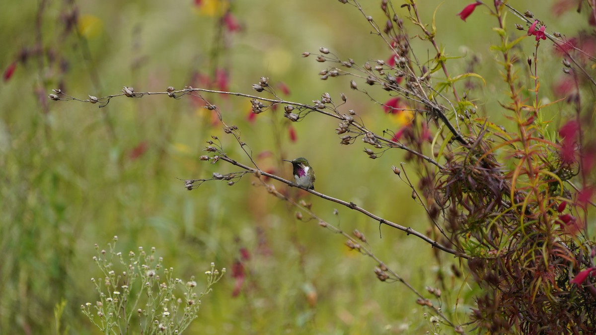 Bumblebee Hummingbird - ML640168342