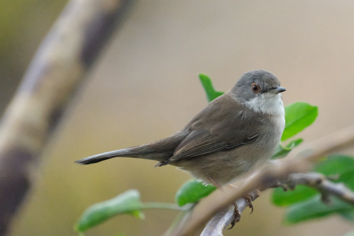 Sardinian Warbler - ML640168382