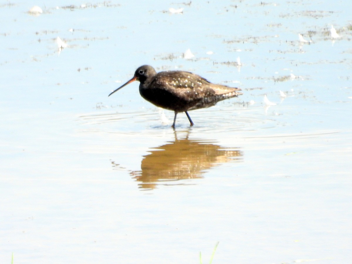 Spotted Redshank - ML640168385