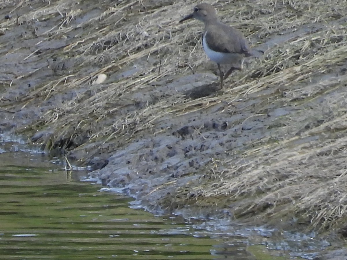 Spotted Sandpiper - ML640168398
