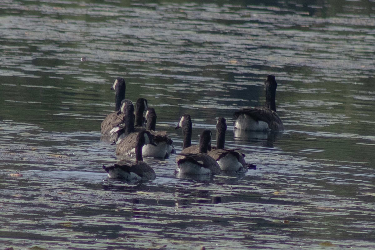 Canada Goose - ML640168463
