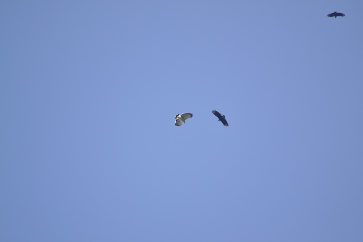 Gray-backed Hawk - ML640168497