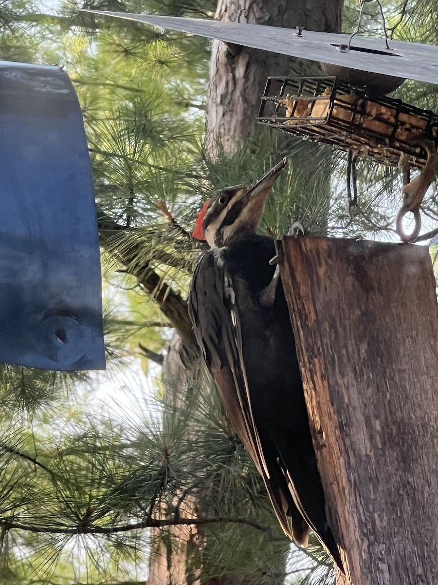Pileated Woodpecker - ML640168508