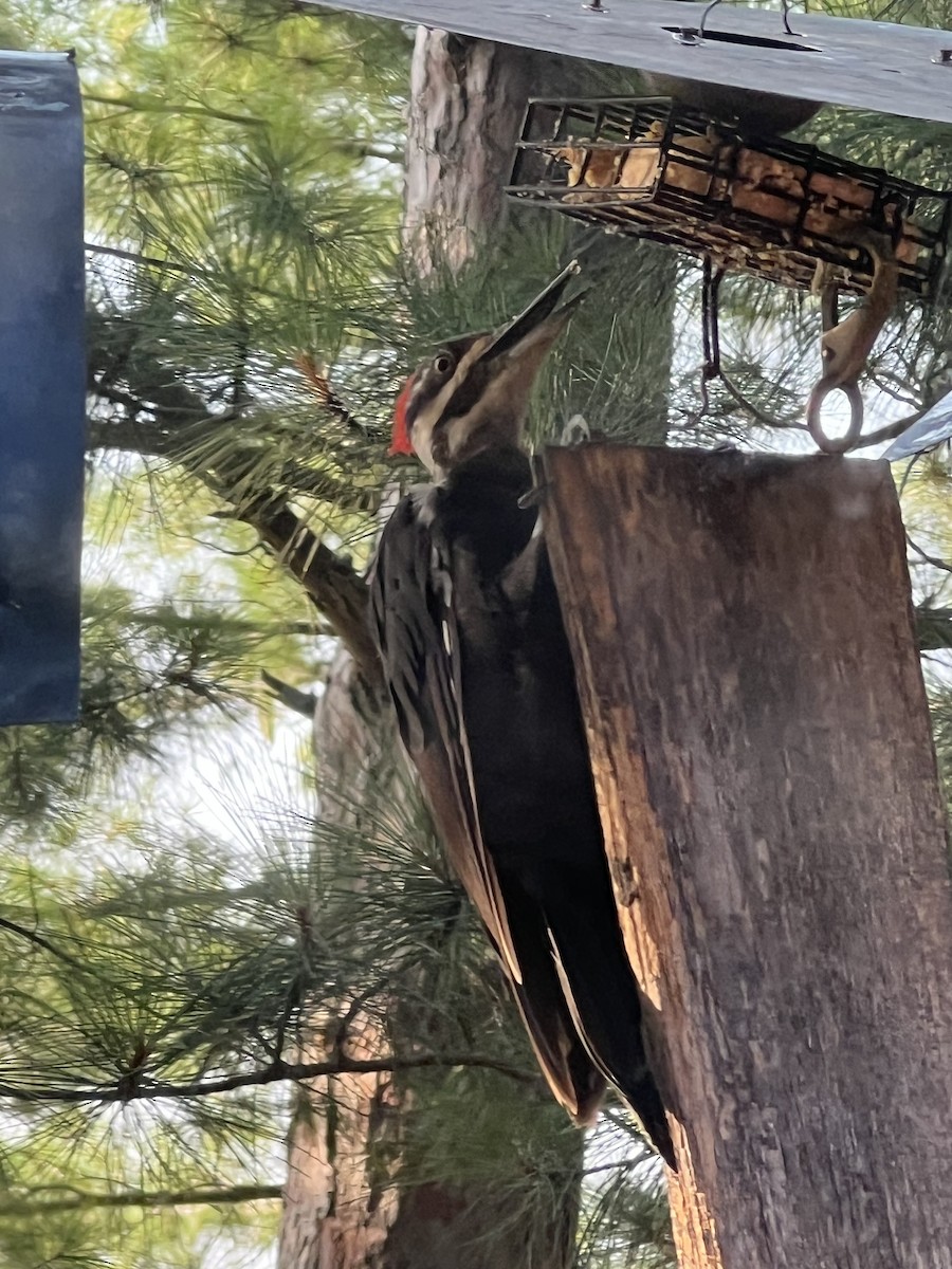 Pileated Woodpecker - ML640168509