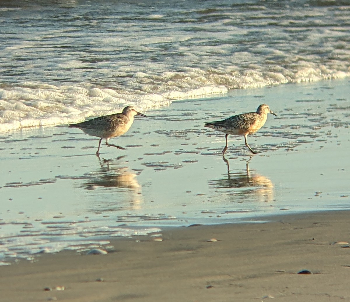 Red Knot - ML640168515