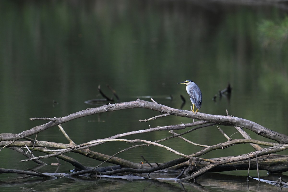 Striated Heron - ML640168516