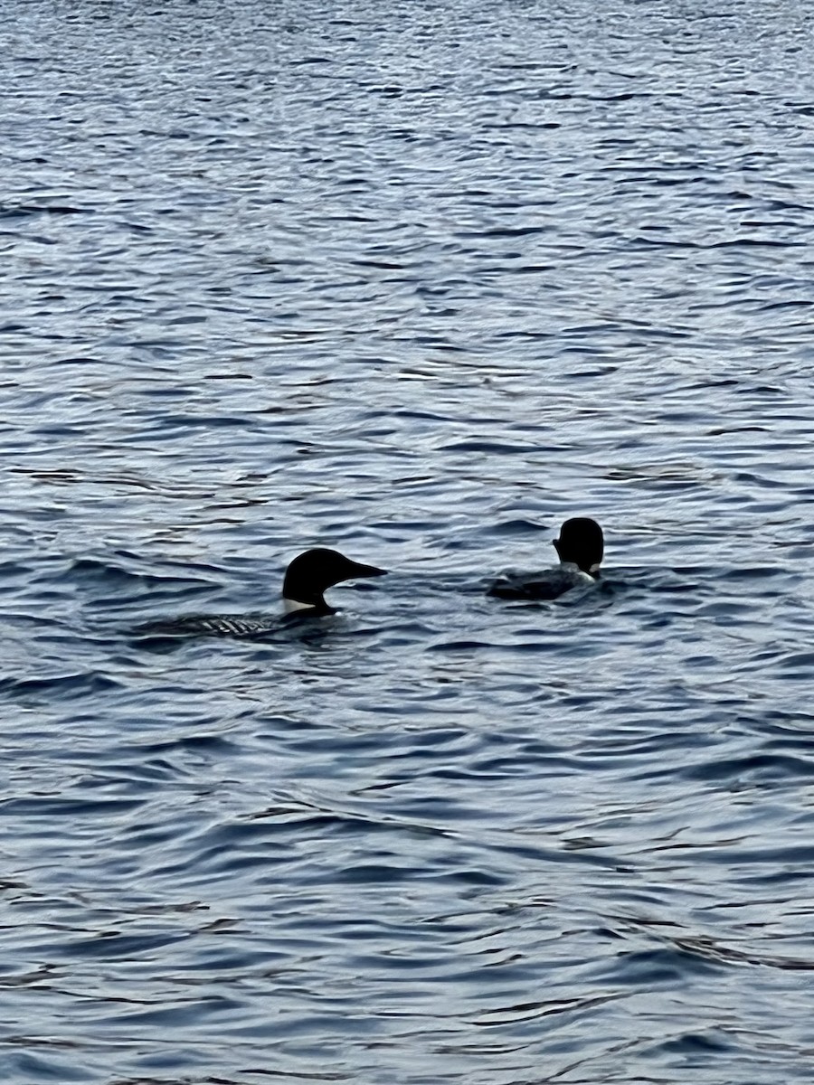 Common Loon - ML640168517
