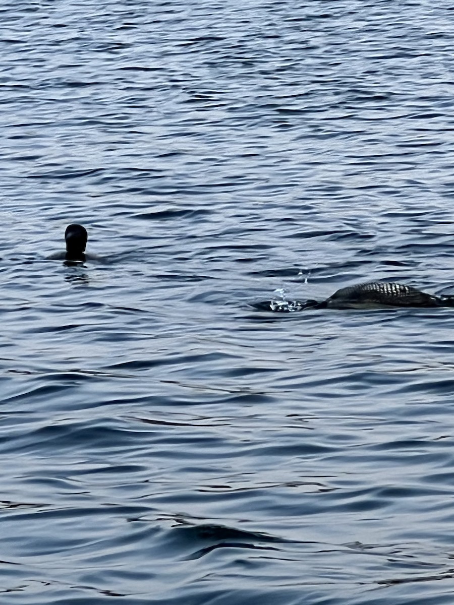 Common Loon - ML640168518