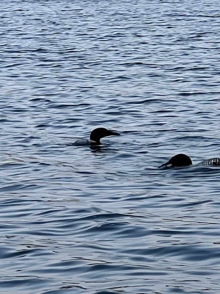 Common Loon - ML640168519