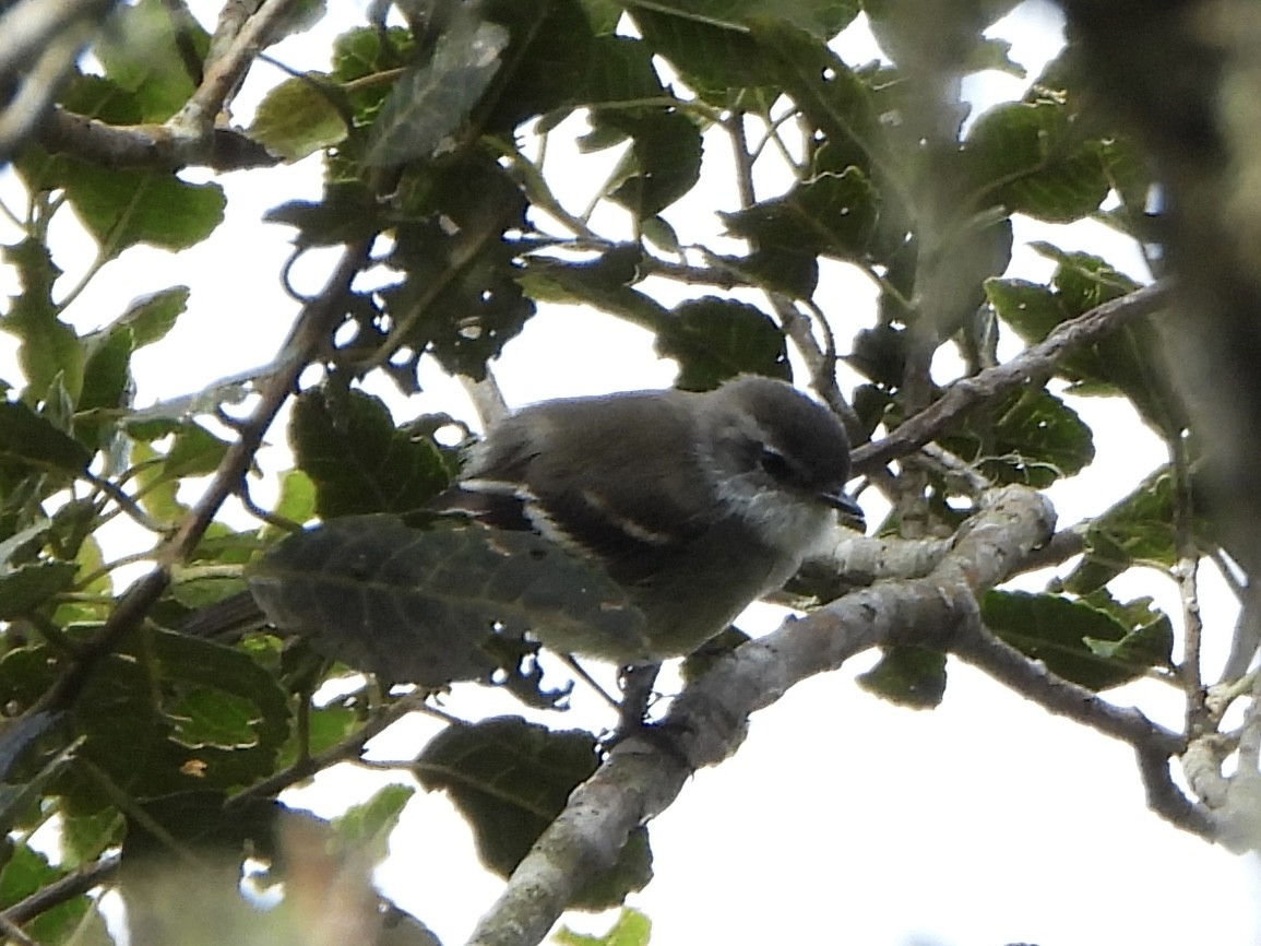 White-throated Tyrannulet - ML640168522