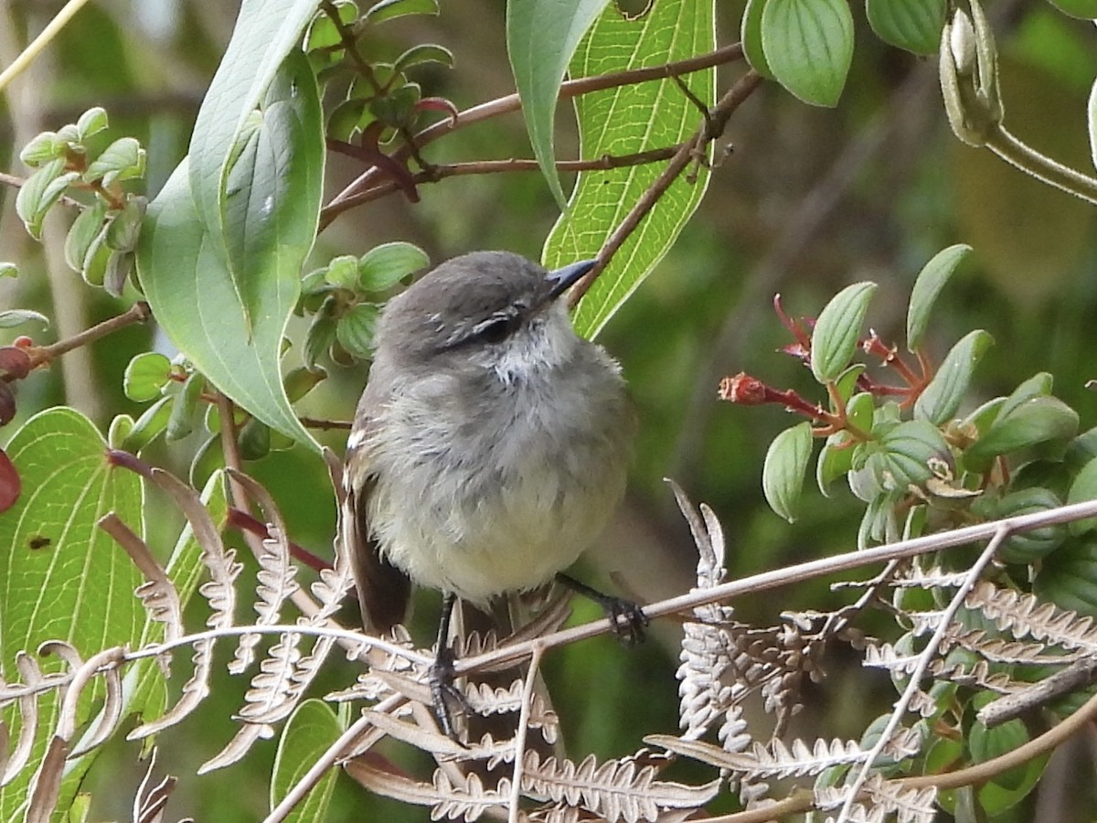 White-throated Tyrannulet - ML640168523