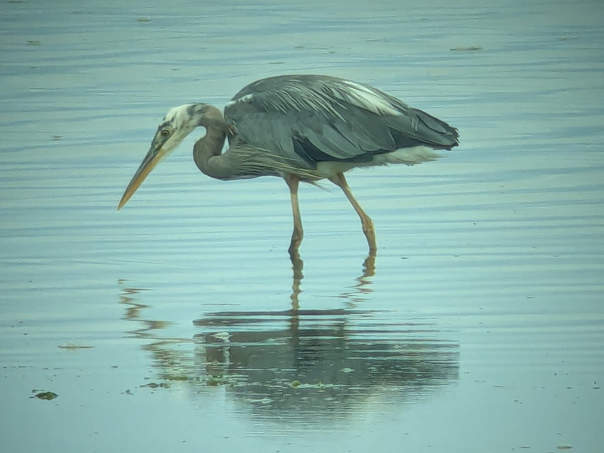 Great Blue Heron - ML640168527
