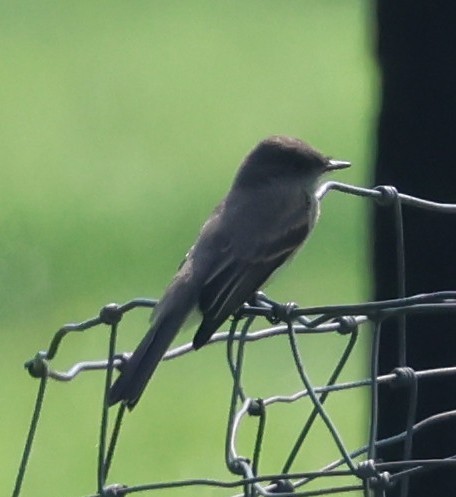 Eastern Phoebe - ML640168528