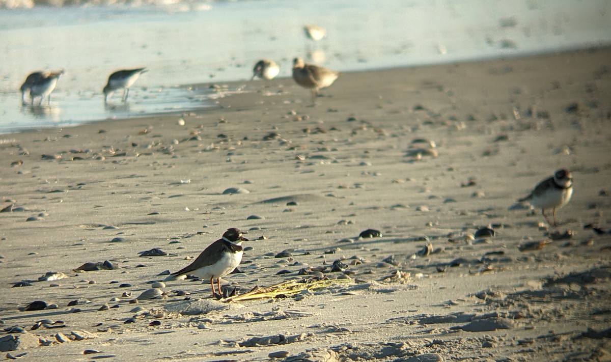 Semipalmated Plover - ML640168529