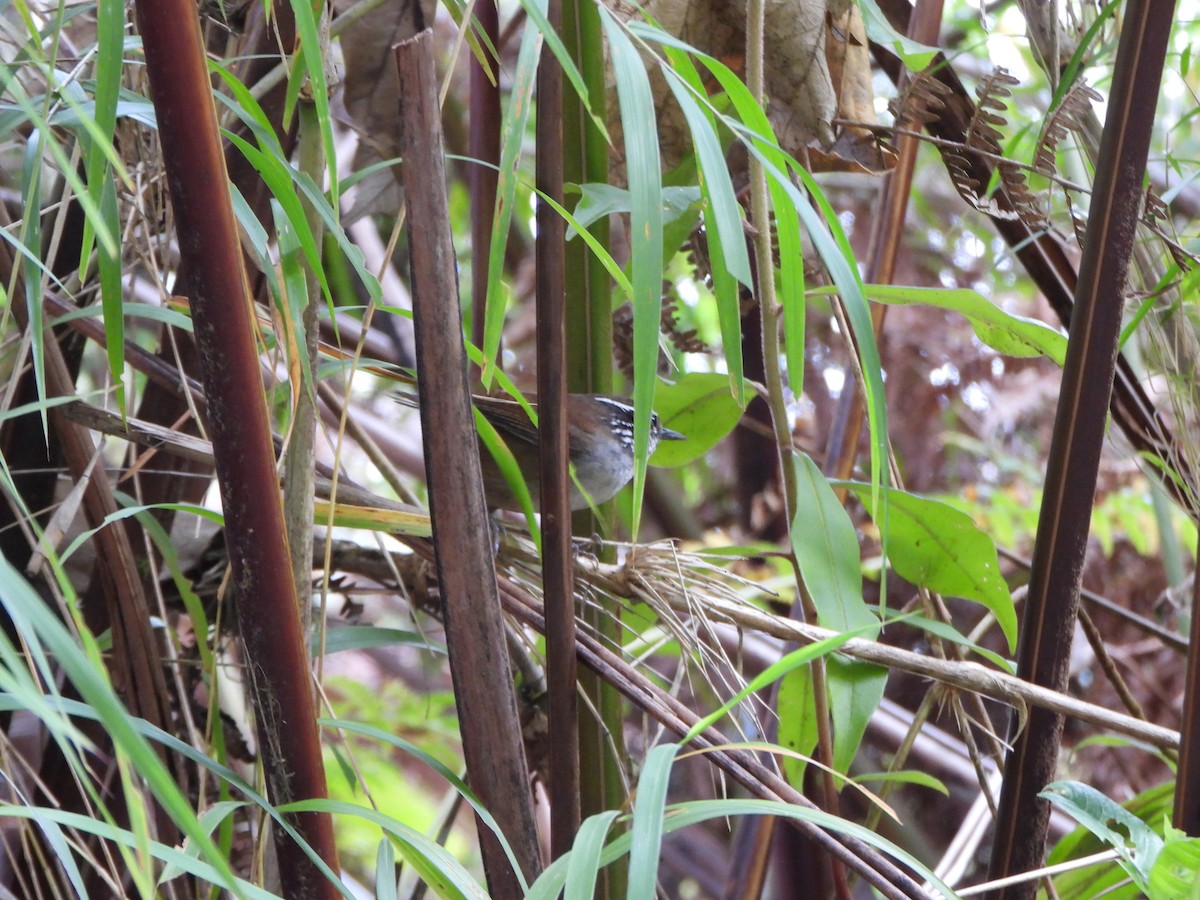 Hermit Wood-Wren - ML640168530