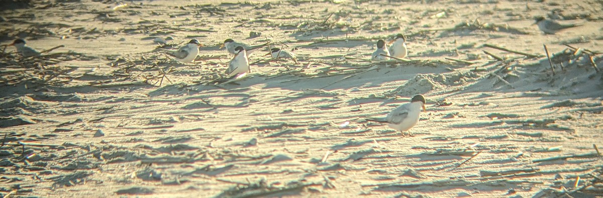 Least Tern - ML640168531