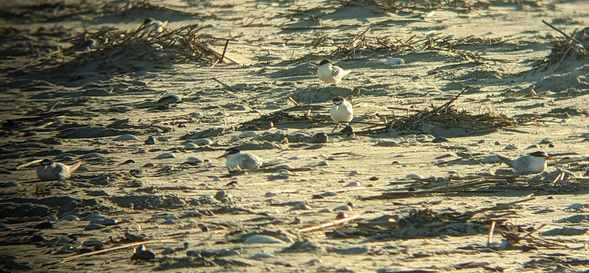 Least Tern - ML640168532