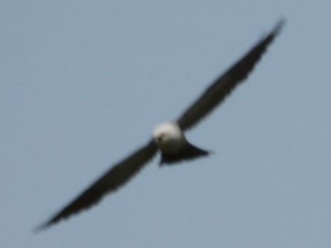 Mississippi Kite - ML640168534