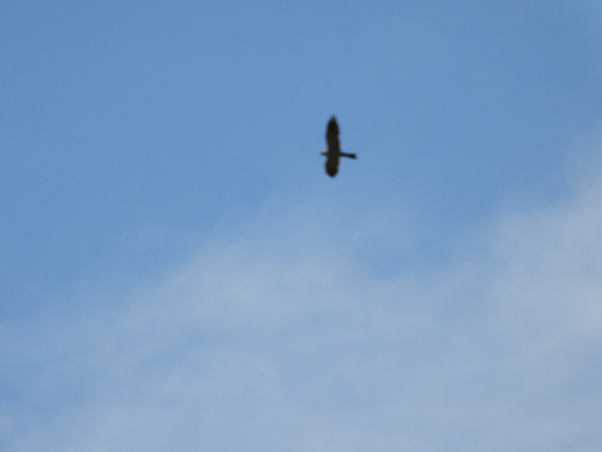 Mississippi Kite - ML640168535