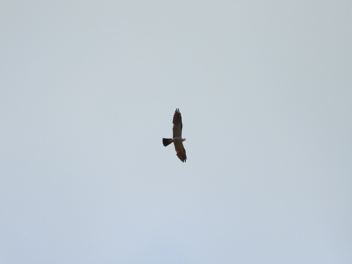 Mississippi Kite - ML640168536