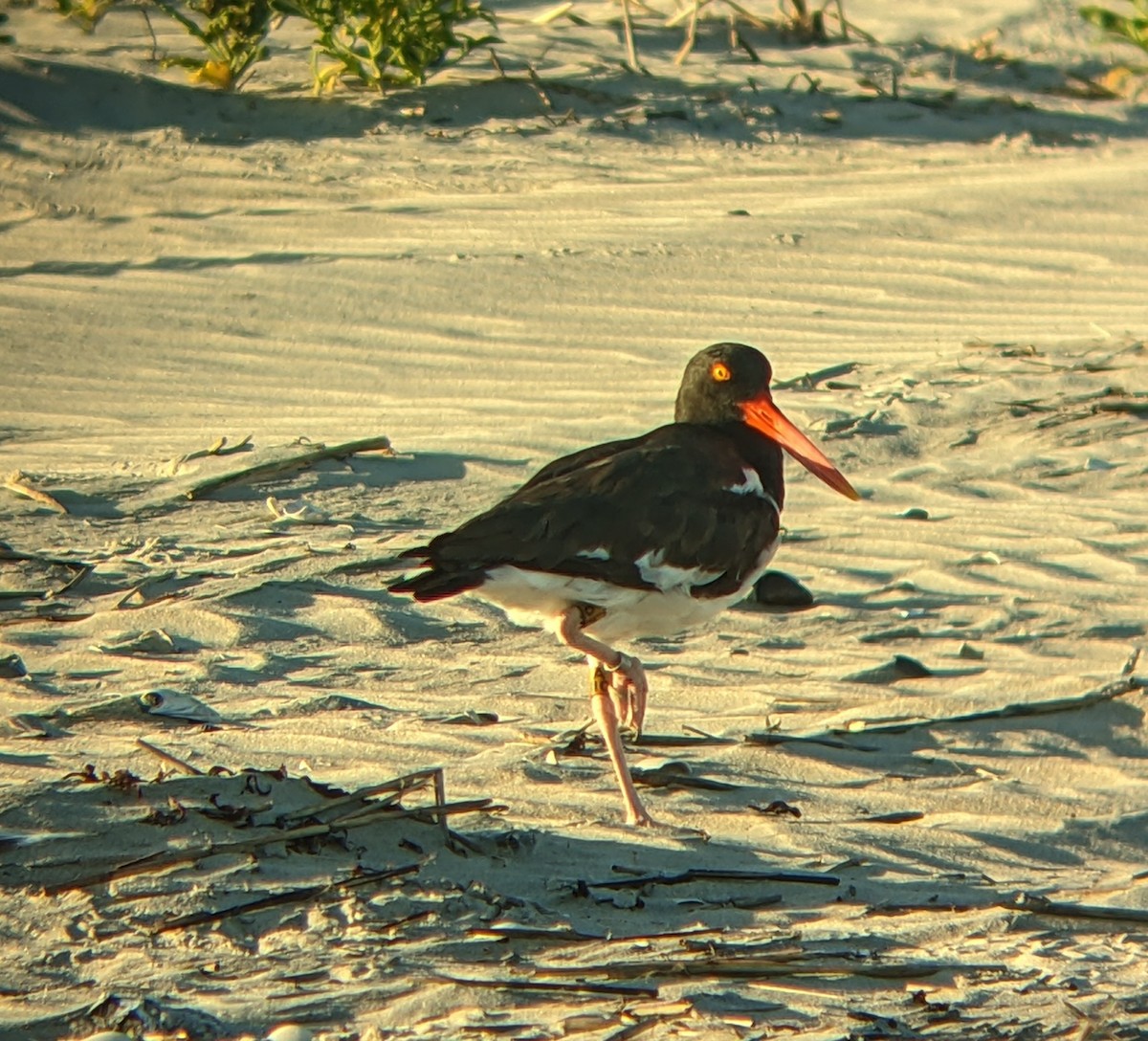 American Oystercatcher - ML640168539